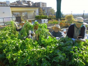 191123_日常生活「屋上庭園　大根堀り」（チャームスイート緑地公園）